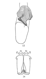 Figs. 53, 54. Clubiona tibialis.—53, end of palpus of male, showing large tibia. 54, head and mandibles of male.