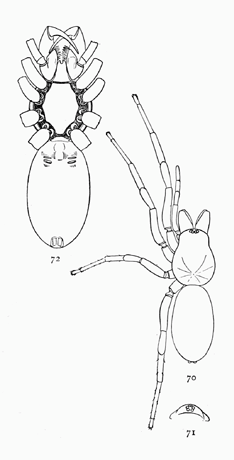 Figs. 70, 71, 72. Dysdera interrita.—70, enlarged four times. 71, head and eyes from in front. 72, under side enlarged six times.