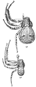 Figs. 91, 92. Xysticus gulosus.—91, female. 92, male. Both enlarged four times.