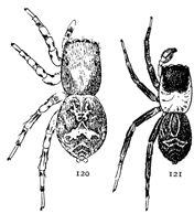 Figs. 120, 121. Saitis pulex.—120, female. 121, male. Both enlarged six times.