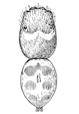 Fig. 129. Habrocestum splendens.— male enlarged eight times.