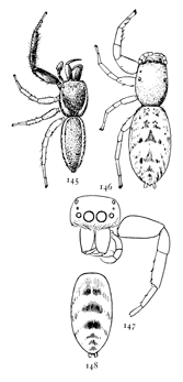 Figs. 145, 146, 147, 148. Icius palmarum.—145, male. 146, female. Both enlarged six times. 147, front of head of male. 148, abdomen of female to show a variety of marking.