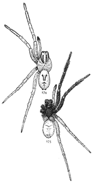 Figs. 174, 175. Lycosa nidifex.—174, back of male. 175, under side of male. Both enlarged twice.