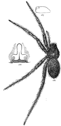 Figs. 186, 187, 188. Pardosa lapidicina.—186, female enlarged four times. 187, side of cephalothorax. 188, epigynum.