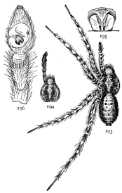 Figs. 193, 194, 195, 196. Pardosa tachypoda.—193, female enlarged four times. 194, cephalothorax and palpus of male. 195, epigynum. 196, palpus of male.