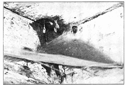 Fig. 231. Web of Tegenaria derhamii with spider in mouth of tube. Old cocoons hanging at the left.