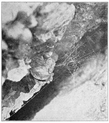 Fig. 257. Web of young Theridium tepidariorum in a crack of a rock. Half the real size. The spider stood in the middle under the closely woven part.