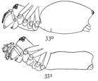 Figs. 330, 331. Linyphia coccinea.