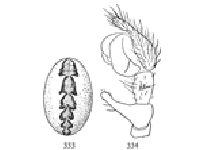 Figs. 333, 334. Linyphia phrygiana.—333, markings of abdomen enlarged eight times. 334, palpus of male.