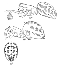 Figs. 336, 337, 338. Linyphia nebulosa.—336, male. 337, female enlarged twelve times. 338, markings of back of abdomen.