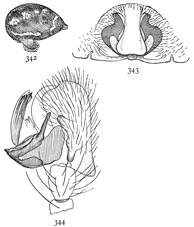 Figs. 342, 343, 344. Linyphia minuta.—342, side of abdomen of female. 343, epigynum. 344, end of palpus of male.