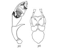 Figs. 366, 367. Erigone autumnalis.—366, under side of cephalothorax of male. 367, palpus of male.