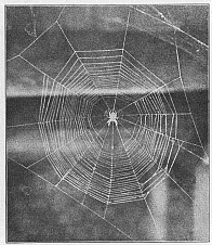 Fig. 380. Finished web of Epeira sclopetaria with unusually small number of rays. The spider hangs in the center, head downward, in its customary position.