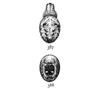 Figs. 387, 388. Epeira nordmanni.—Upper and under markings of female enlarged twice.