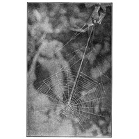 Fig. 397. Web of Epeira insularis, with nest above covered with leaves and several threads leading from the nest to the center of the web.