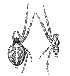 Figs. 398, 399. Epeira insularis, enlarged twice.—398, female. 399, male.