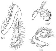 Figs. 434, 435, 435a. Male palpi of Zilla.—434, Zilla atrica. 435, Zilla x-notata. 435a, Zilla montana.