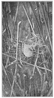 Fig. 458. Egg cocoon of Argiope transversa in marsh grass.