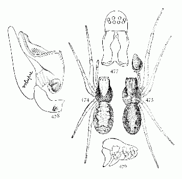 Figs. 474, 475, 476, 477, 478. Dictyna volupis.—474, female. 475, male. Both enlarged eight times. 476, side of male. 477, front of head of male enlarged sixteen times, showing curved mandibles. 478, palpus of male.