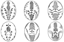 Fig. 487. Varieties of marking on the abdomen of Dictyna muraria.