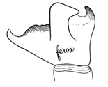 Fig. 492. Tibial joint of male Amaurobius ferox for comparison with that of Amaurobius sylvestris (fig. 490).