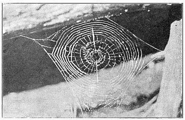 Fig. 495. Horizontal web of Uloborus near the ground, one side attached to a fallen tree. The outer spiral is finished over only half the diameter of the web. A line of loose silk runs across the web, and in the middle is a peculiar zigzag spiral. The figure is about the real size.