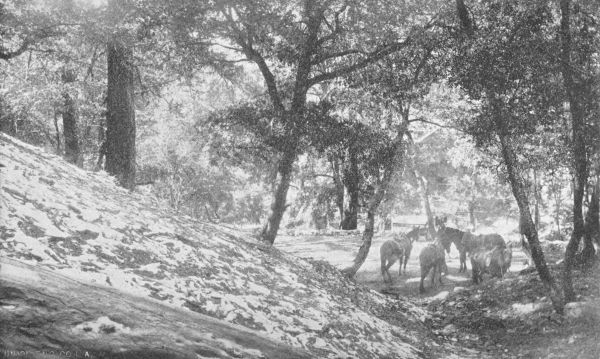 Saddle Horses at Alpine Tavern, Ready for the Trip to the Summit of Mount Lowe.