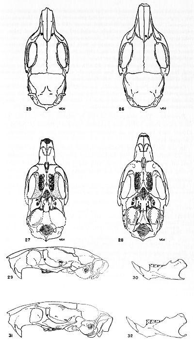 Figs. 25-32.