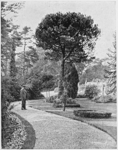 THE RAVENNA PINE, HOLMHURST.