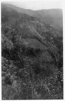 Fig. 21—Clearing in the tropical forest between Rosalina and Pabellon. This represents the border region where the forest-dwelling Machiganga Indians and the mountain Indians meet. The clearings are occupied by Machigangas whose chief crops are yuca and corn; in the extreme upper left-hand corner are grassy slopes occupied by Quechua herdsmen and farmers who grow potatoes and corn.