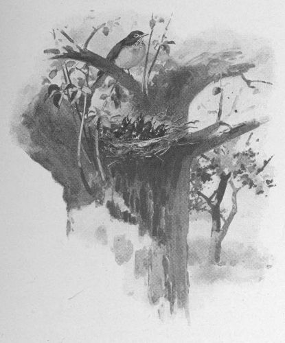 In the tree next to the chebec‚s was a brood of robins. The crude nest was wedged carelessly into the lowest fork of the tree, so that the cats and roving boys could help themselves without trouble