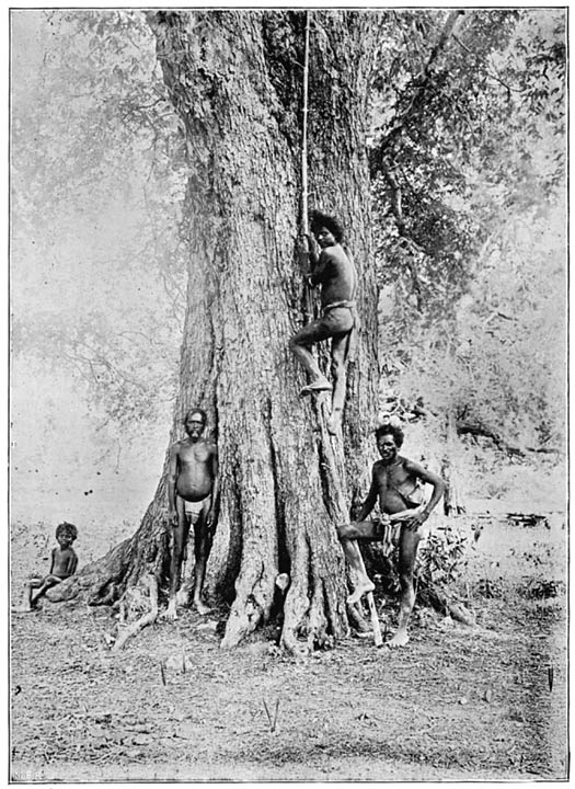 Chenchu tree-climbing.