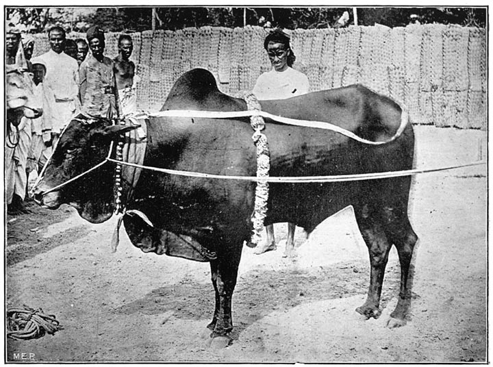 Jallikattu bull.