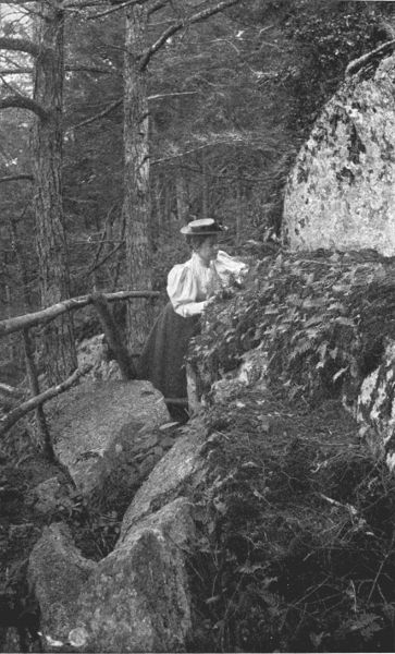 The cheerful community of the polypody.