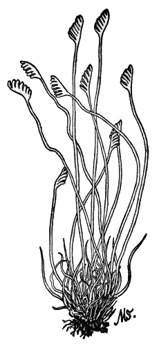 PLATE IV  CURLY GRASS