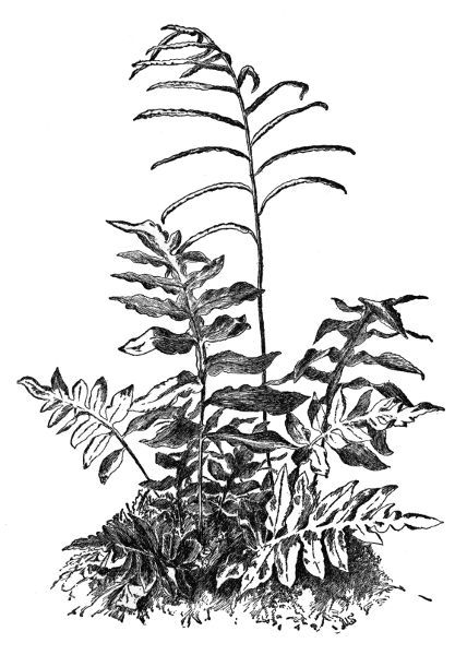 PLATE XII NET-VEINED CHAIN FERN