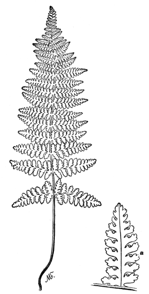 PLATE XIV HAY-SCENTED FERN a > Early stage of fruiting pinnule