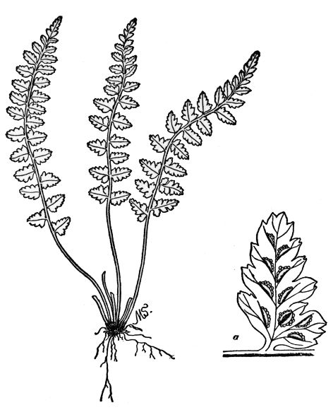 PLATE XXIII BRADLEY'S SPLEENWORT