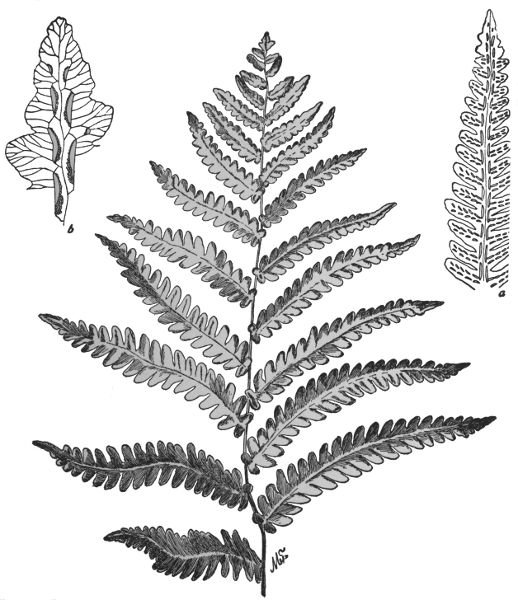 PLATE XXIV UPPER PART OF FROND OF VIRGINIA CHAIN FERN