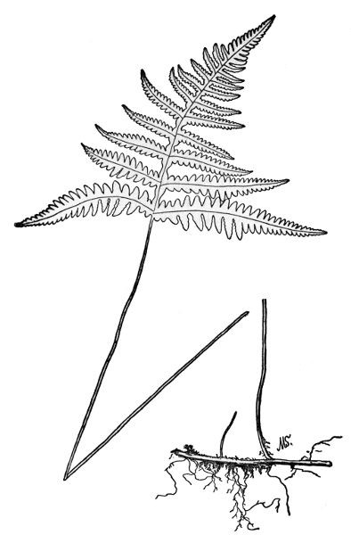 PLATE XXXV BROAD BEECH FERN