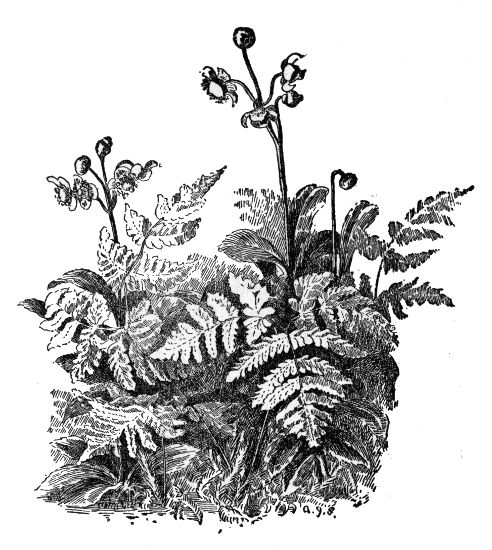 PLATE XXXVI OAK FERN