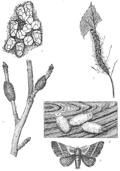 Fig. 149. The Curious History of a Tent Caterpillar. a, The masses of eggs on the twigs of an apple tree. b, The eggs enlarged.  c, A full grown caterpillar. d, Cocoons. e, The moth, or adult insect.