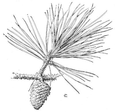 Fig. 236. Pitch pine. One-third natural size.