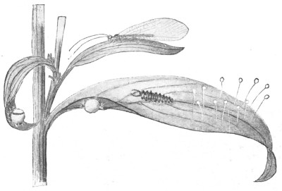 Fig. 345. Golden-eyes or lace-winged fly; eggs, larva or aphis-lion, cocoon, adult.