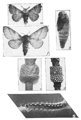 Fig. 352. The life-story of an insect, the forest tent caterpillar. m, male moth; f, female; p, pupa; e, egg-ring recently laid; g, hatched egg-ring; c, caterpillar. Moths and caterpillars are natural size, and eggs and pupa are slightly enlarged.