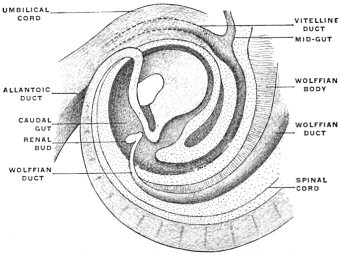 Caudal portion of human embryo of 5 mm., with the end- and caudal gut at the highest stage of its development. ×5.