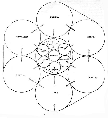 SUB-CLASSES OF LEPIDOPTERA.