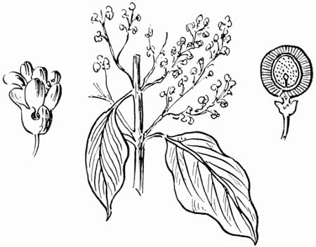 Salvadora The arboreous Mustard Plant of Palestine