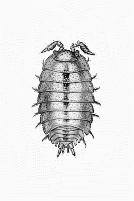 Plate XII Platyarthrus hoffmannseggii