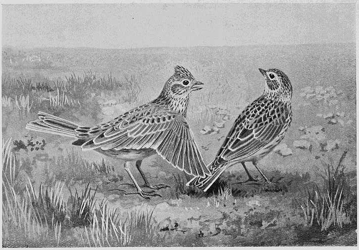 COURTSHIP OF SKYLARK